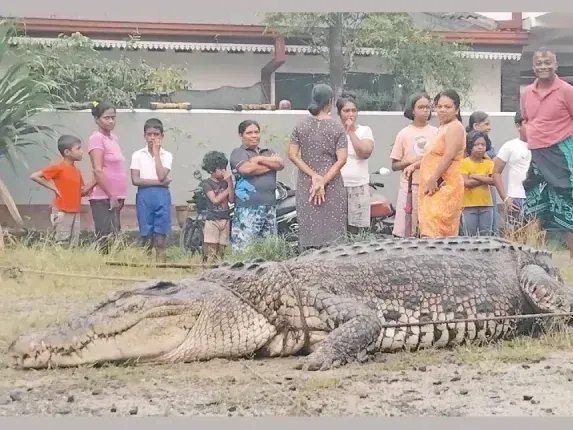 14-foot crocodile captured by villagers near Kalu Ganga