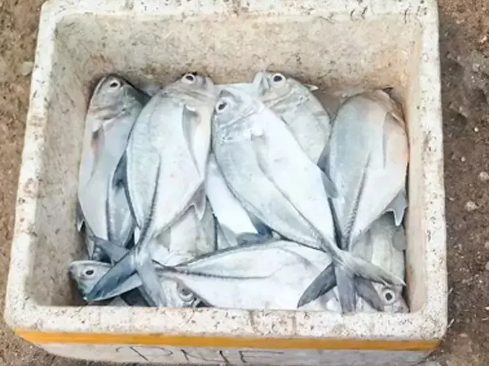 Rs. 300,000 fish catch triggers surge in illegal fishing in Mannar