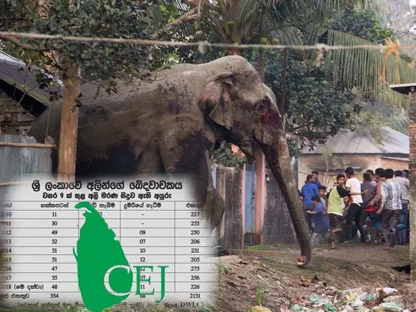 Human-elephant conflict deaths decline in Sri Lanka