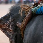 A-mahout-atop-an-elephant-before-the-start-of-the-race-at-the-Sinhala-and-Hindu-New-Year-celebration-in-Homagama