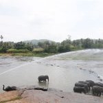 A-mahout-bathing-elephants-in-the-Pinnawala-River-