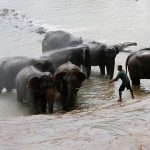 A-mahout-uses-the-Ankus,-a-sharp-metal-tool-for-training-and-handling-elephants-to-push-the-animal-back-into-the-water-