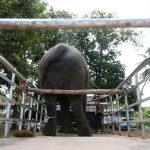 Another-elephant-transported-by-truck-to-the-Kotte-Raja-Maha-Viharaya-for-the-annual-perehera