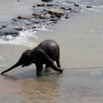 Bath-time-is-play-time-but-not-for-this-elephant-who-is-chained-even-in-the-water-at-Pinnawala
