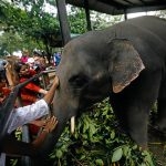 Chained-and-caged,-an-elephant-at-Pinnawala-Orphanage–reaches-out-for-a-caress