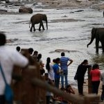 Elephants-from-the-Pinnawala-Orphanage-bathe–while-visitors-watch