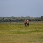 Enjoying-the-freedom-of-the-wilds,-Kumana-National-Park-December-2017