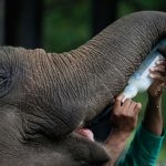 Feeding-time-for-a-baby-elephant-at-Pinnawala-Orphanage
