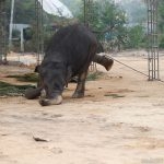 Struggling-to-be-free—An-elephant-brought-for-the-perehera-chained-near-the-Gangaramaya-Temple-(1)