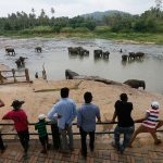 Visitors-to-Pinnawala-Orphanage-watch-the-elephants-bathe-in-the-river