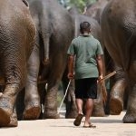 Walking-back–with-the-Mahout-to-the-Pinnawala-Orphanage-after-their–bath