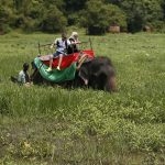 It’s fun and adventure only to the riders. Elephants are cruelly beaten into submission, so they could be used for work and to participate in religious functions.  Rides, as pictured here, give the animal no rest at all.