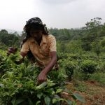 There was a time when tea plantations were immaculately maintained. But today’s plantations, are dotted with weeds and tea bushes that are not pruned or plucked in a timely manner.