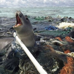 Economic over-exploitation and unsustainable forms of waste management is costing marine life, and in turn, humankind dearly.