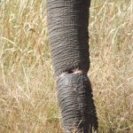 Elephants are often casualties of poachers.  This elephant has had his trunk caught in a trap.