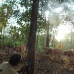 Cameras are used to study the movements of wild animals.   Here, SLWCS staff hope to capture the behaviour of the leopard that has been preying on calves recently.