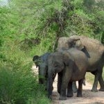 Sri Lanka’s elephants live within a small home range and are not given to long migratory patterns