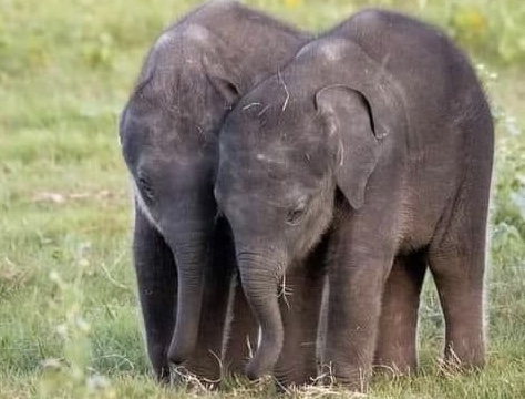 Twin baby elephants born in Pinnawala - Counterpoint